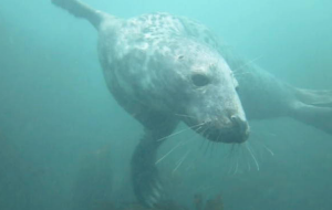 Seal video - click to view